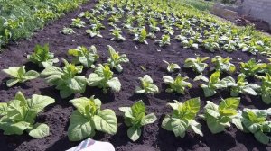 вредитель табака,болезни табака,обзор 7 июня