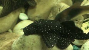 АНЦИСТРУС ЗВЁЗДЧАТЫЙ L 181 | НОМЕРНОЙ СОМ | НАШ ЛЁНЯ