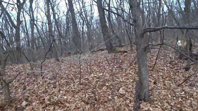 Два дня охоты на кабана с ИНДЕЙЦАМИ и лайками. смотреть онлайн