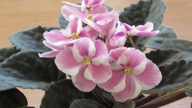 ПРОДОЛЖИТЕЛЬНОЕ ЦВЕТЕНИЕ ФИАЛКИ. смотреть онлайн