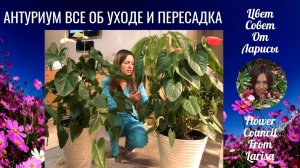АНТУРИУМ ПЕРЕСАДКА И УХОД 16.11.2019