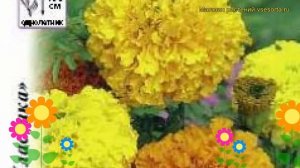 Бархатцы прямостоячие Махровые гиганты. Краткий обзор, описание характеристик tagetes erecta