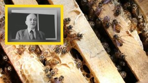 Определение породы пчёл по поведению. Самая крупная порода пчел. Кашковский В.Г.