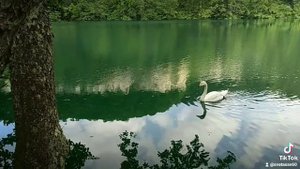 Царевна-Лебедь