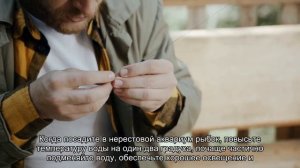 Разведение золотых рыбок