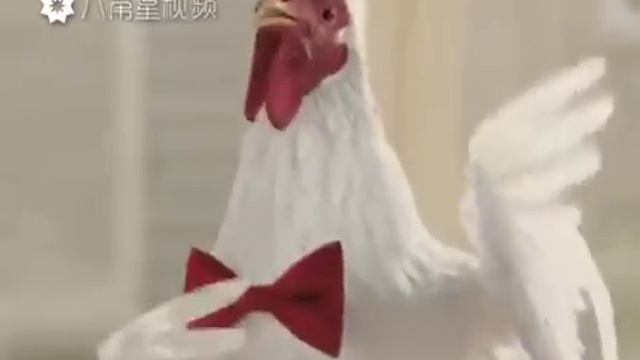 Петухи поют шок !!!! смотреть онлайн