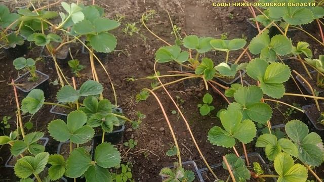 САЖЕНЦЫ КЛУБНИКИ.Храним саженцы клубники зимой