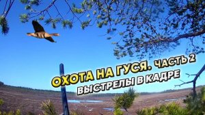 Охота на гуся Весна 2023 Болота Архангельска часть 2