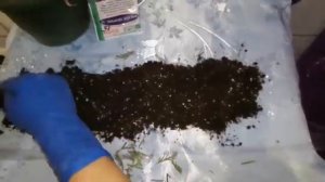 ЧЕРЕНКОВАНИЕ ТУИ ЗИМОЙ СПОСОБОМ УЛИТКИ.