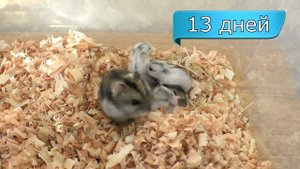 Туалет для хомяка | Джунгарские хомяки 8-14 дней