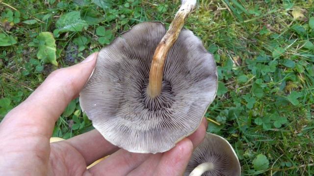 Ложный но съедобный! Ложноопёнок серопластинчатый (Hypholoma capnoides)