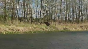 как лоси переплывают реку