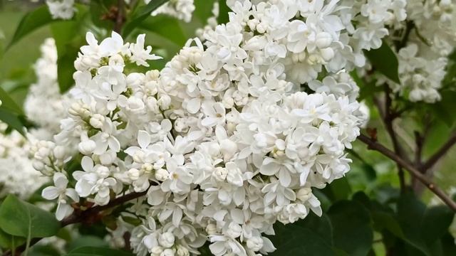 Вознесение Господне 25 мая 2023. Главные запреты . Что нужно успеть сделать.Традиции. смотреть онлайн