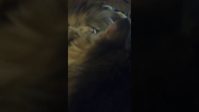 Сибирская кошка и любовь смотреть онлайн