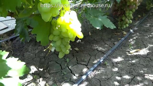 Сорта винограда 2018. Гордей - ремонтантный сорт с огромным потенциалом смотреть онлайн