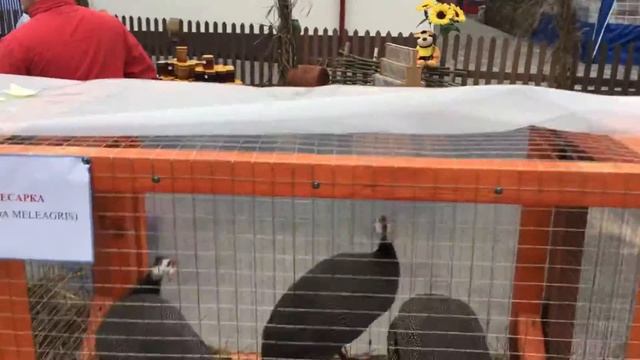 Беларусь.Гомельская обл.Житковичи. Дожинки 2017 смотреть онлайн