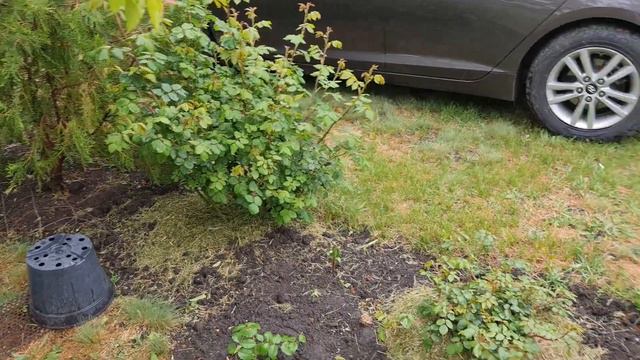 #Днепр. #Розы в саду. Подкормка розы первогодки. С этими препаратами укоренение 100%. смотреть онлайн