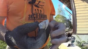 препарация трилобита из породы. Часть 2