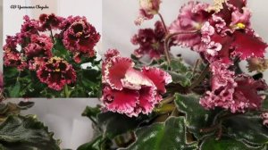 Сравниваю 2 сорта фиалок АВ-Цыганская Свадьба и Огненные Мотыльки (К. Морев).