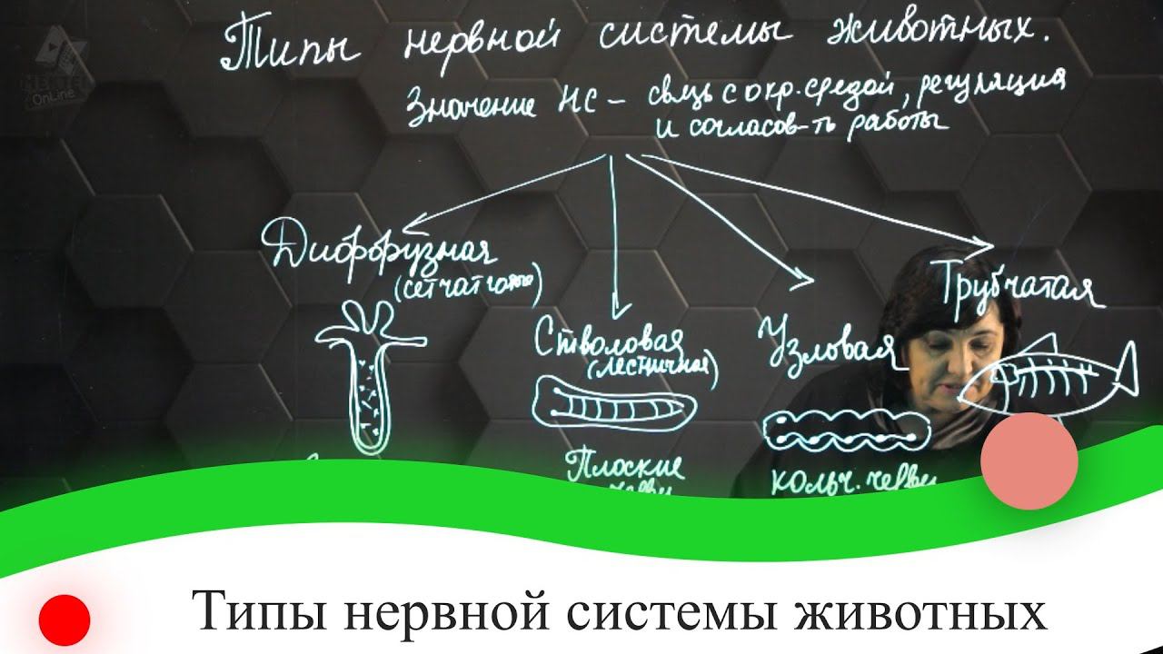 Типы нервной системы животных. 7 класс.