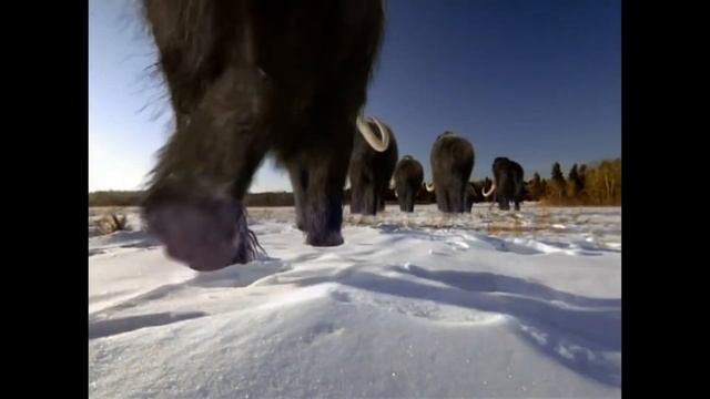 мамонт смотреть онлайн