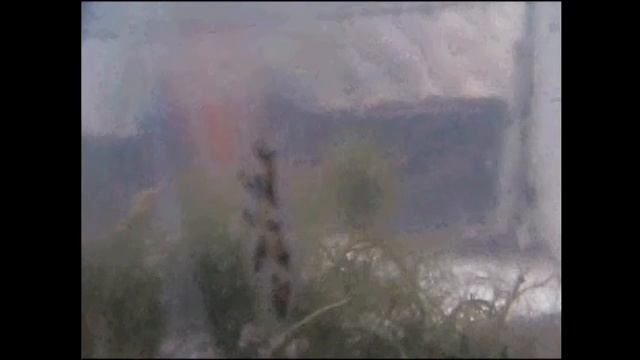 Чистота пруда. Улитки-прудовики.