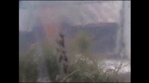Чистота пруда. Улитки-прудовики.