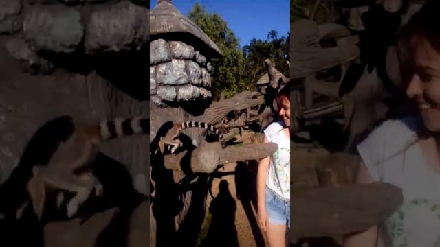 Остров лемуров в парке Солнечный Остров, Краснодар