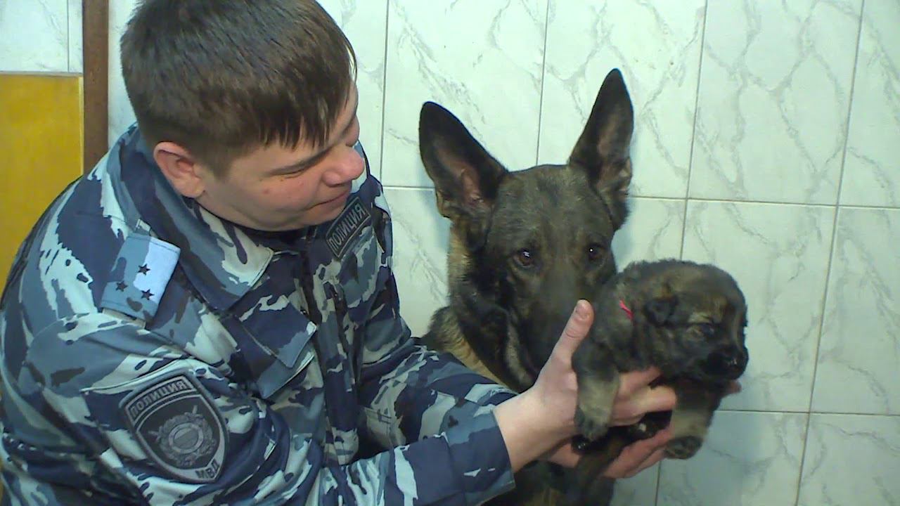 Семь щенков появились на свет в Центре кинологической службы УМВД по Смоленской области