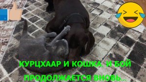 КУРЦХААР И КОТ.  И БОЙ ПРОДОЛЖАЕТСЯ ВНОВЬ. Ейск.