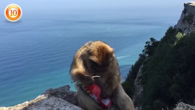Funny Monkeys Stealing Things Compilation смотреть онлайн