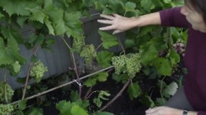 Виноградник в Мордовии_Подарок Несвятая, кишмиш 342, Руслан, Атос на 20 августа 2020г