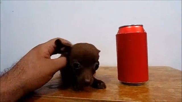 Venta de Cachorros Chihuahueños de Bolsillo смотреть онлайн