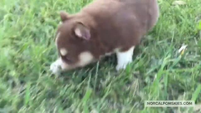 "Sass-Master" Ruby the POMSKY смотреть онлайн