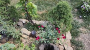 Розы - Полька и Аустриана ?❤️