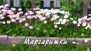 Маргаритки. Дачные картинки 2022.mp4