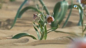 Многообразие Каракумов. Загадочный Туркменистан / Diversity of Karakum. Mysterious Turkmenistan