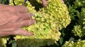 Гортензия метельчатая Литтл Лайм Hydrangea paniculata Little Lime