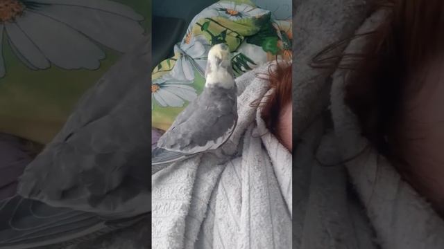 Корелла. Любовь и забота. Попуг. Чудо #чудовперьях #чудо #корелла #жизнь