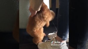 Красивая стрижка для той пуделя. Корейский стиль, плюшевая стрижка под щенка. Груминг +комплекс ухо