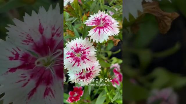 Dianthus Chinensis Flower (HiAmazing INDiA)