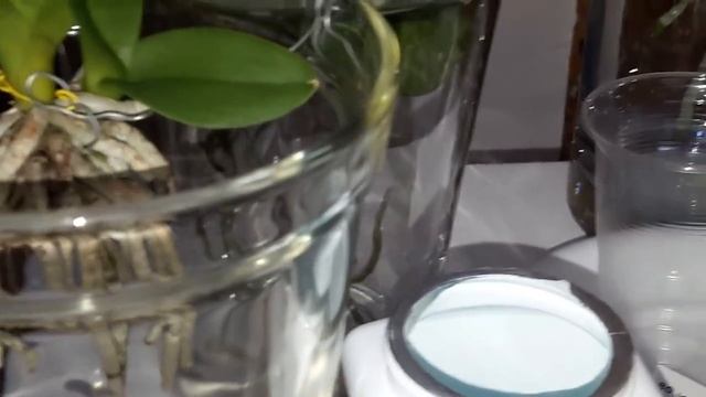 Мои ф: Schilleriana x lindenii и Doritis pulcherrima, вода pH, TDS (ppm) смотреть онлайн