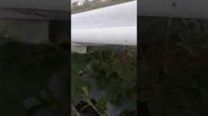 бактериоз арбуза, обработка триходермой, фитолавином