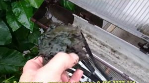 Как почистить желоба на крыше от загрязнения?