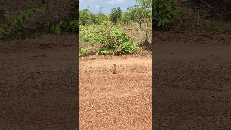 Мина на дороге!!! Это вообще нормально??? #cambodia #landmines #dangermines #камбоджа #мины