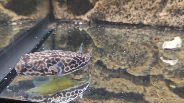 Тетраодон смотреть онлайн