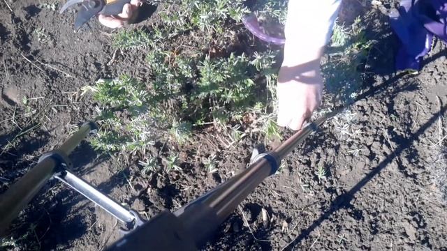 Когда и как лучше обрезать и сформировать куст лаванды.