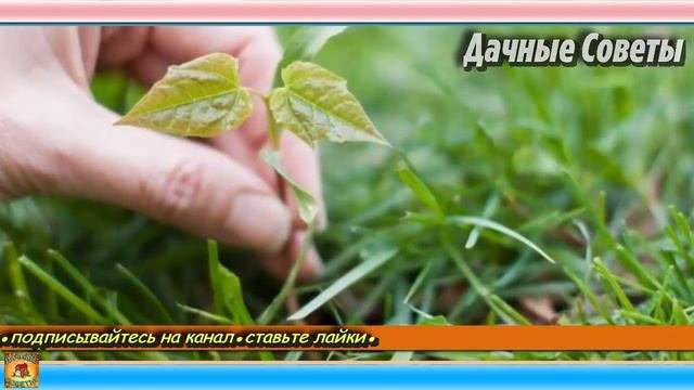 Борьба с СОРНЯКАМИ и НИКАКОЙ химии Дачные ХИТРОСТИ и полезные СОВЕТЫ для сада и огорода