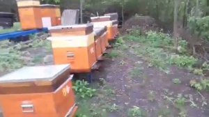 Сады цветут а пчела отдыхает. Но а работа кипит.