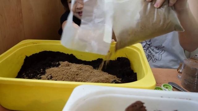 Грунт для цитрусовых своими руками. Юные садоводы